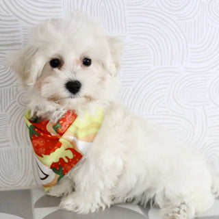 Orwell - Available Now