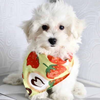 Orwell - Available Now