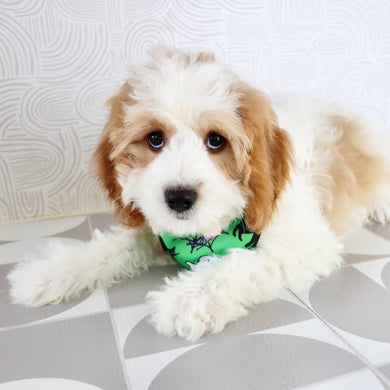 Dodie - Available Now