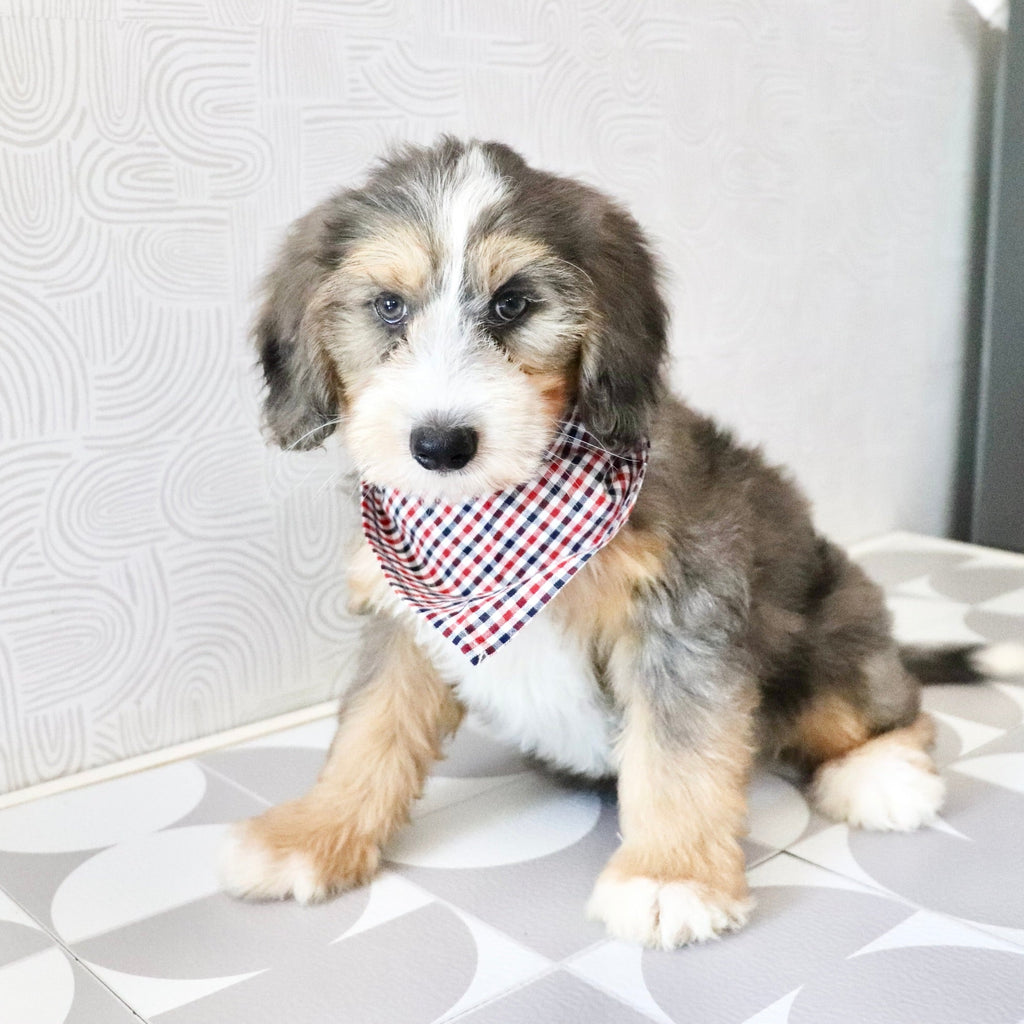 Charlie *PRE-TRAINED* - Available Now