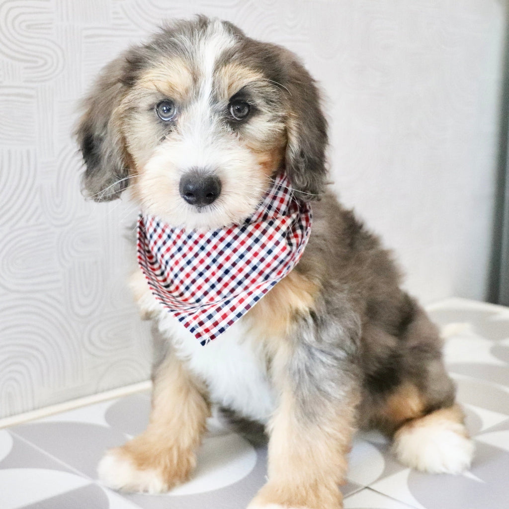 Charlie *PRE-TRAINED* - Available Now