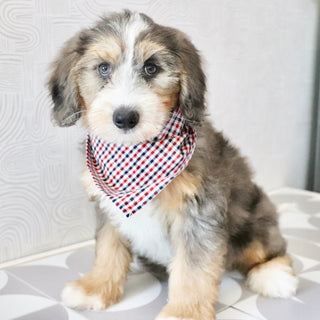 Charlie *PRE-TRAINED* - Available Now