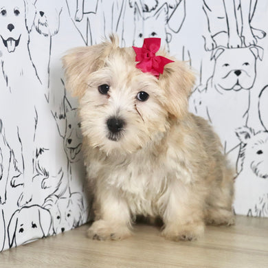 Poppy - Available Now