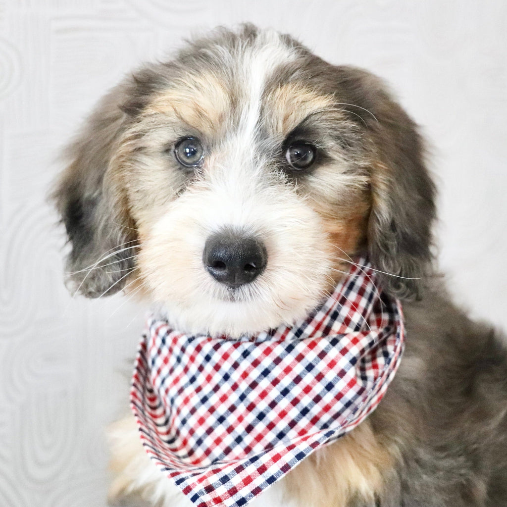 Charlie *PRE-TRAINED* - Available Now