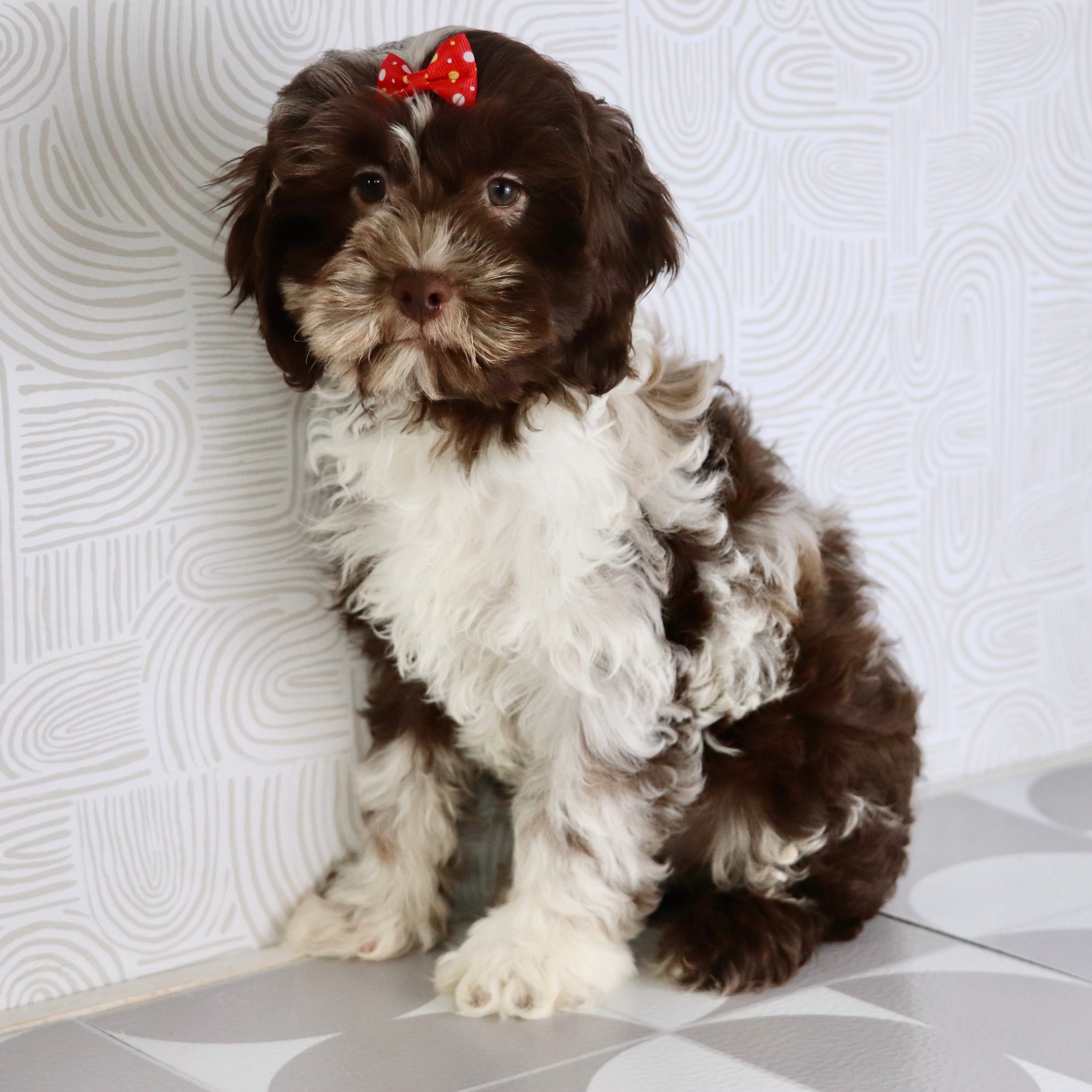 puppies for sale in fayetteville nc