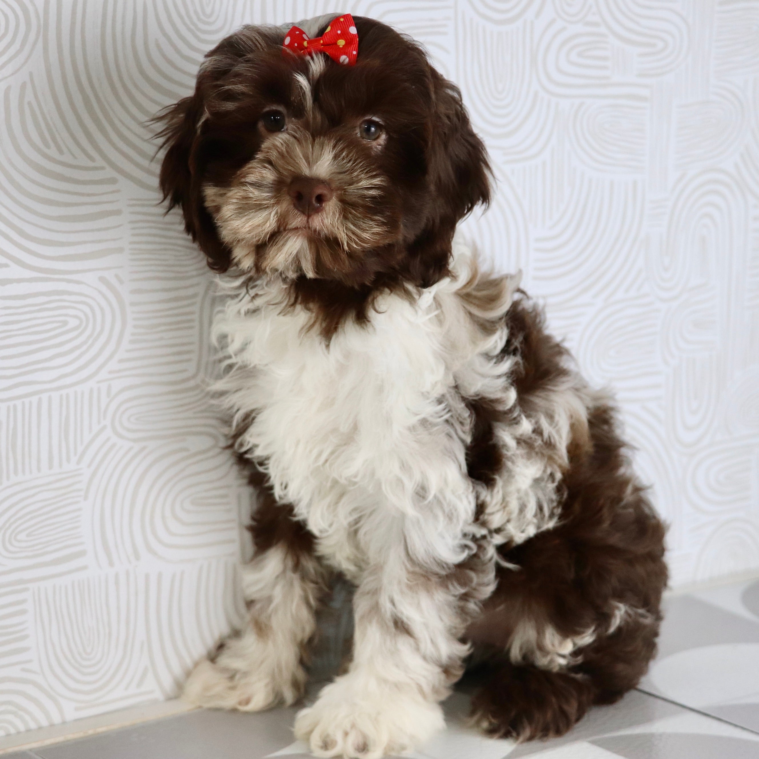 Greensboro Puppies for Sale