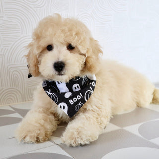 Kane - Available Now