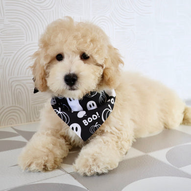 Kane - Available Now