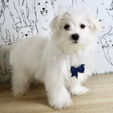 Marlon - Available Now