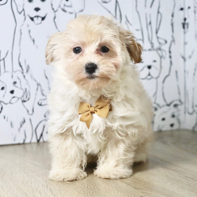 Peanut - Available Now