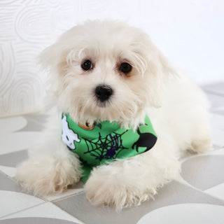 Cheddar - Available Now