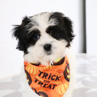 Lilly - Available Now