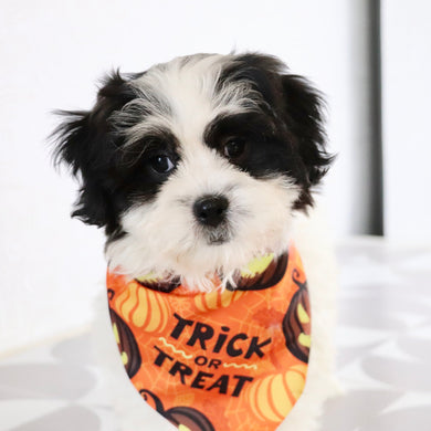 Lilly - Available Now