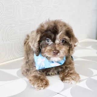 Presley - Available Now
