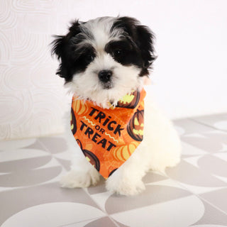 Lilly - Available Now