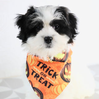 Lilly - Available Now