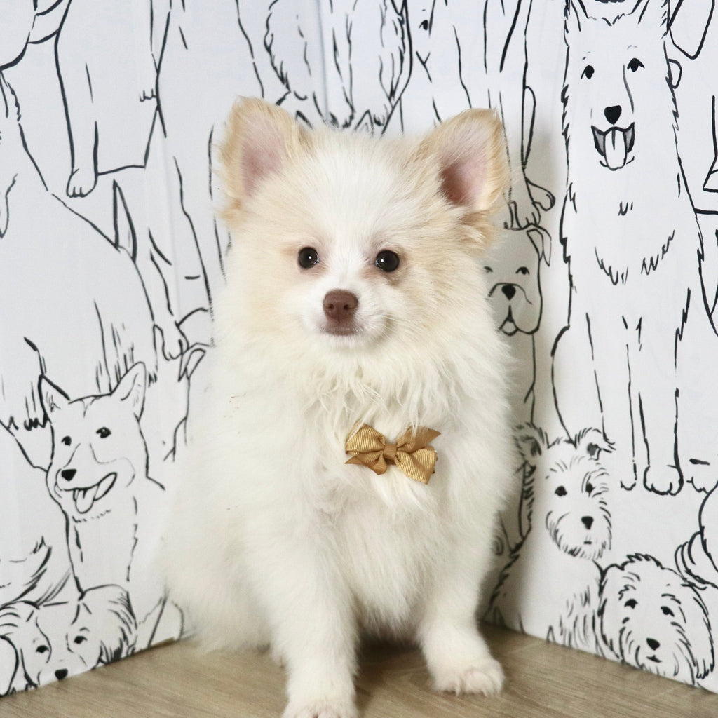 Marcello - Available Now