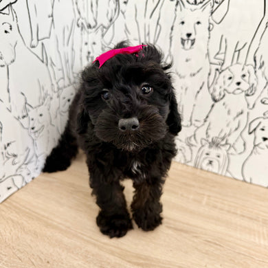 Ammie - Available Now