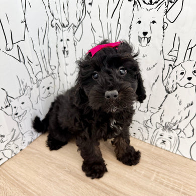 Ammie - Available Now