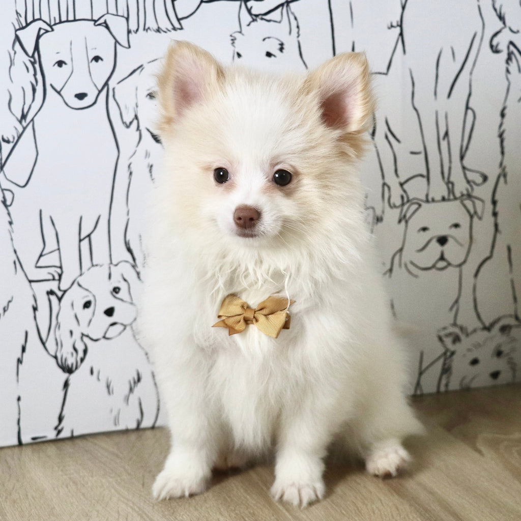 Marcello - Available Now