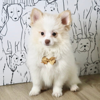 Marcello - Available Now