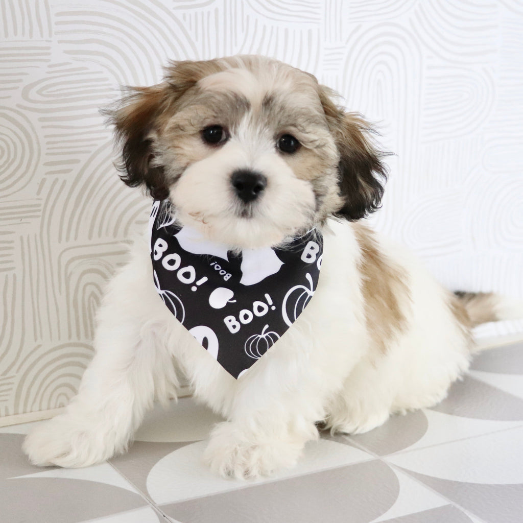 Topper - Available Now