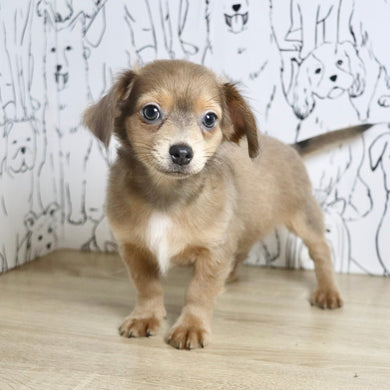 Oscar - Available Now