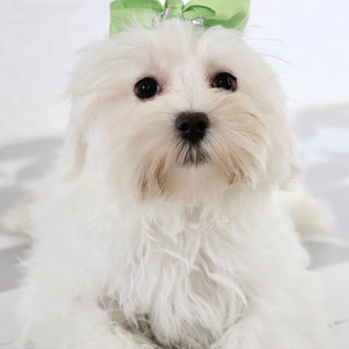 Nika - Available Now