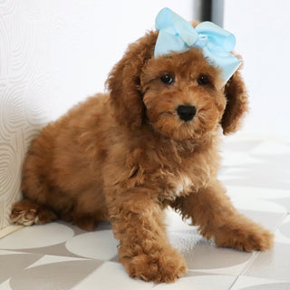 Latasha - Available Now