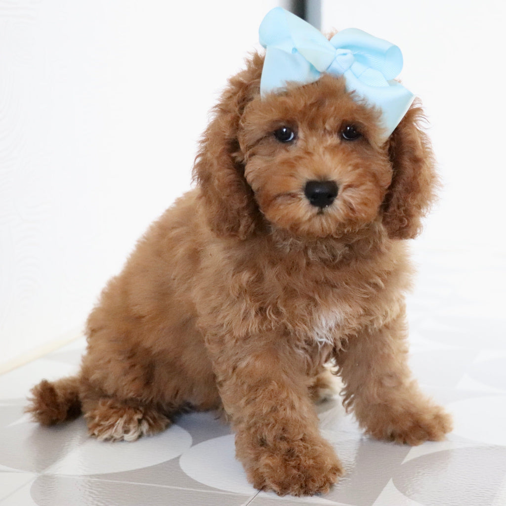 Latasha - Available Now