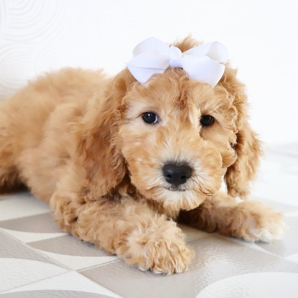 Dasmine - Available Now