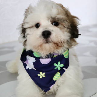 Colby - Available Now