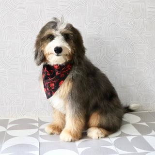 Charlie *PRE-TRAINED* - Available Now