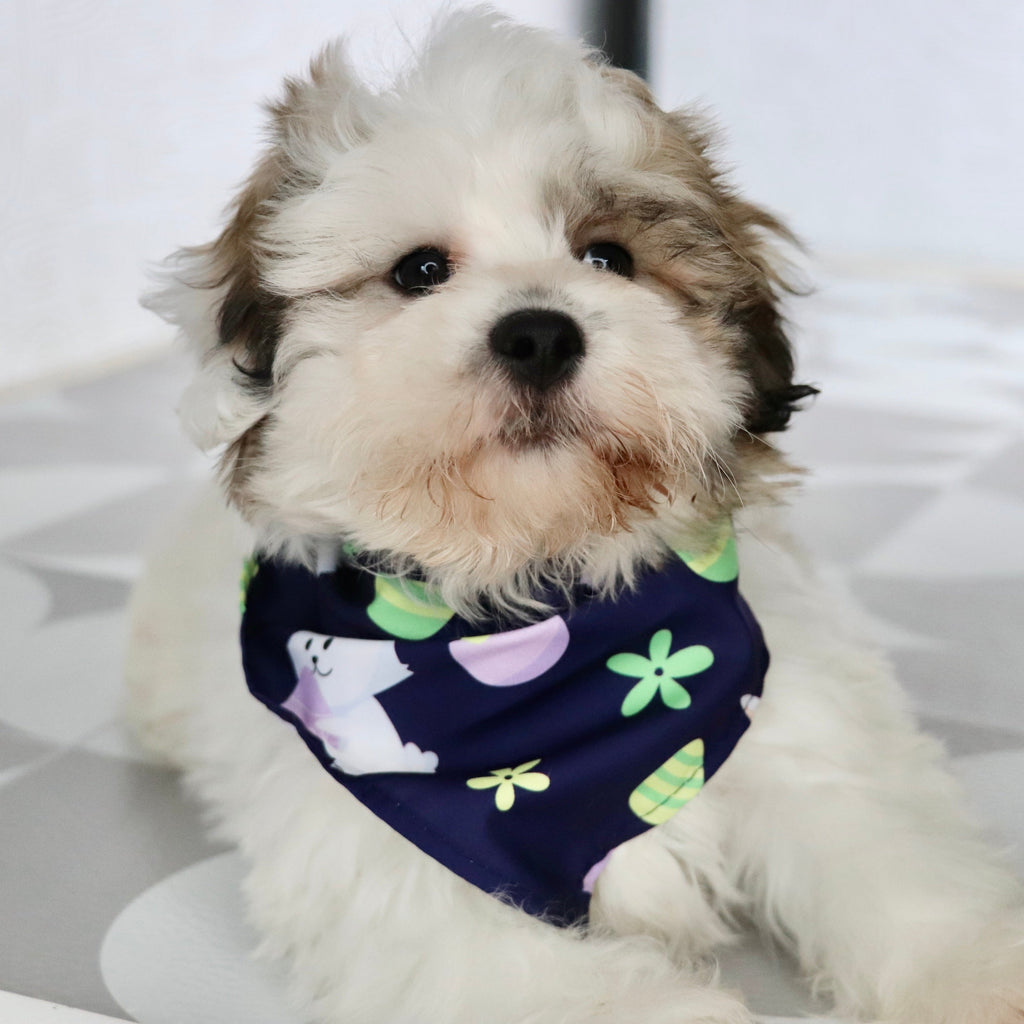 Colby - Available Now