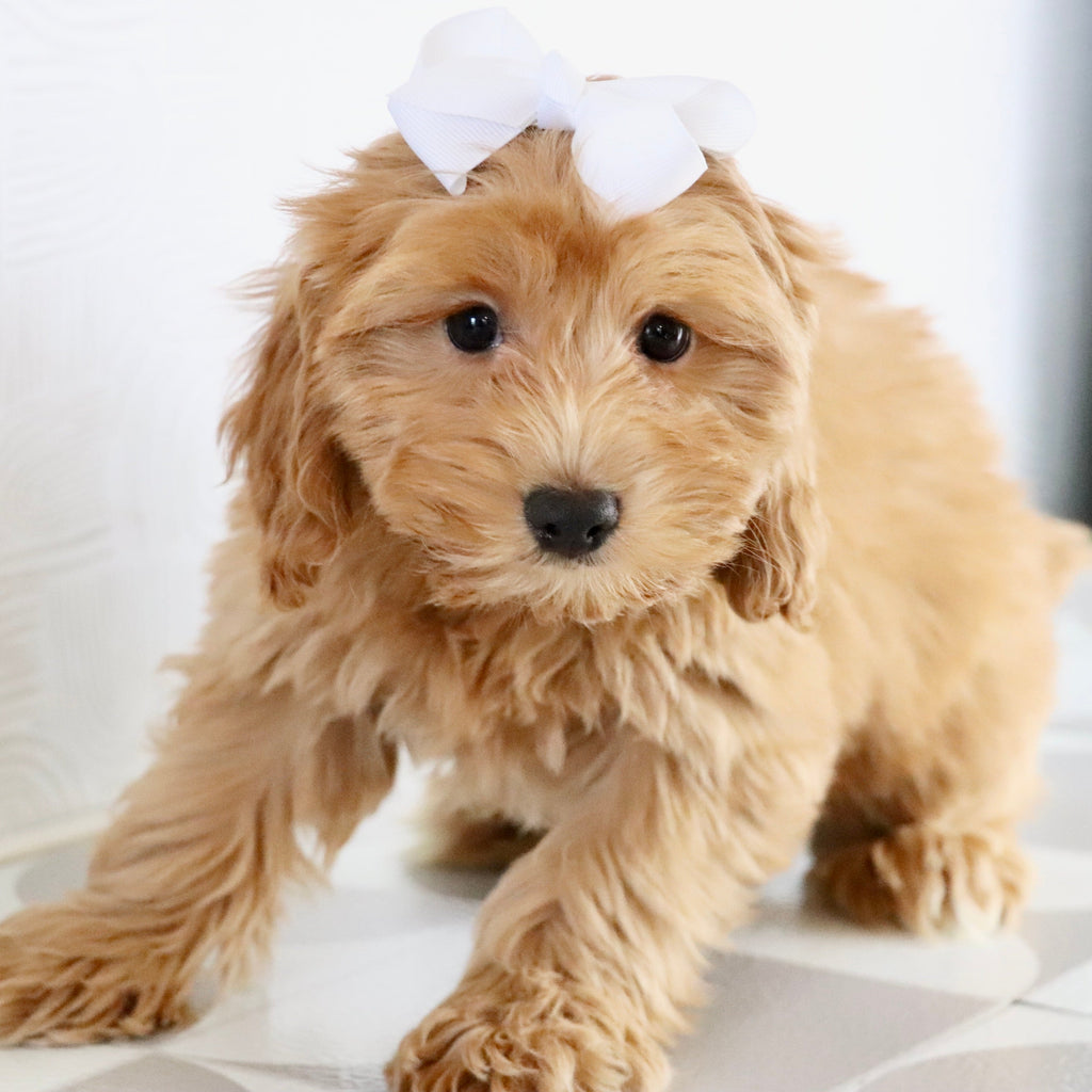 Nadine - Available Now