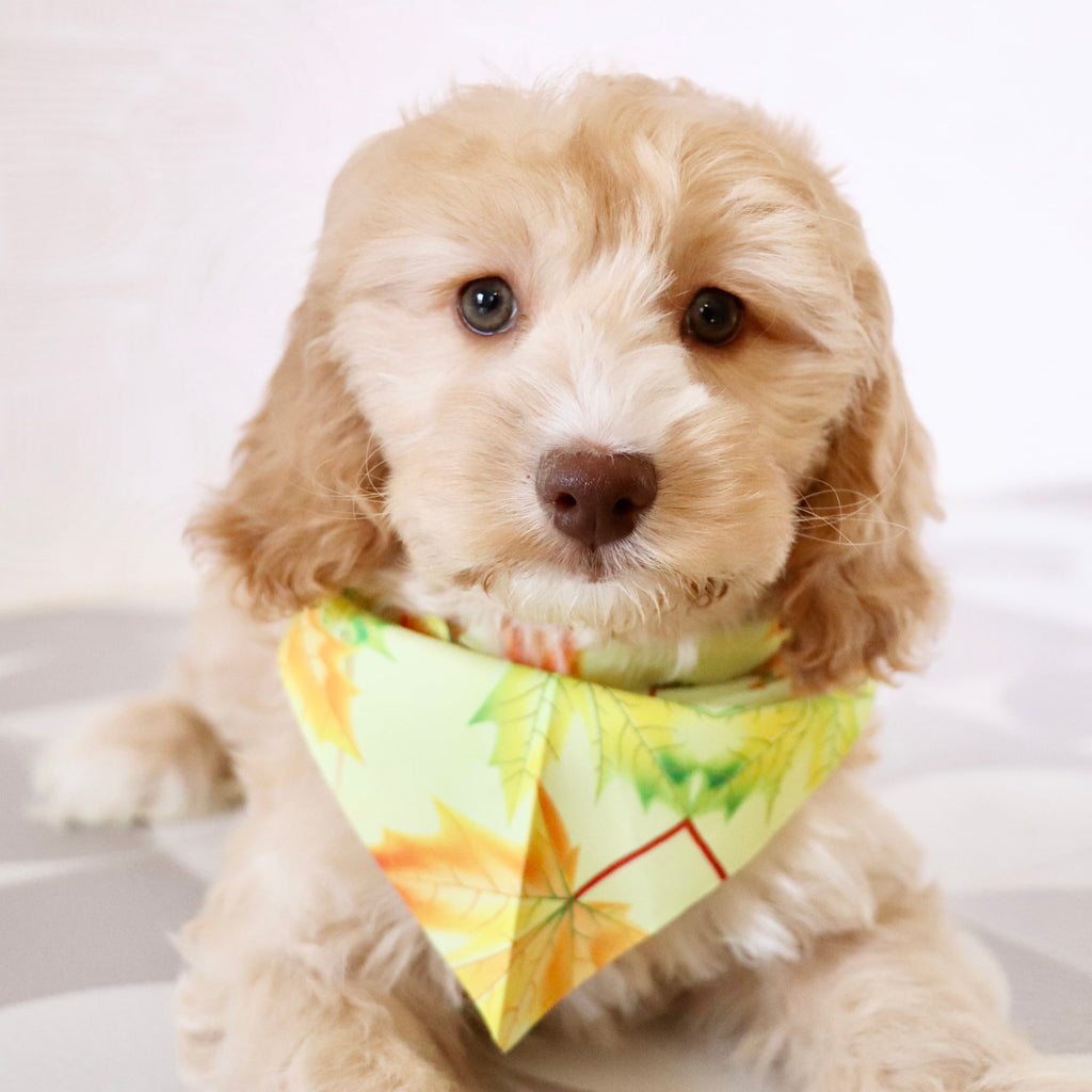 Theodor - Available Now