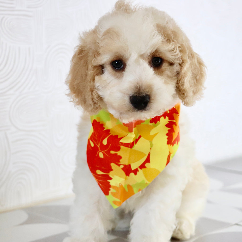 Sebastians - Available Now