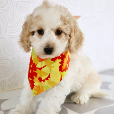 Sebastians - Available Now