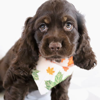 Carson - Available Now