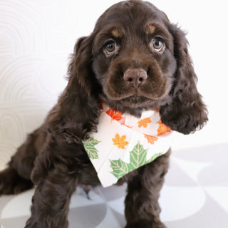 Carson - Available Now