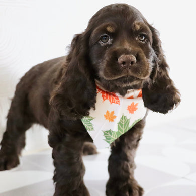 Carson - Available Now