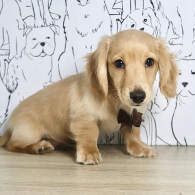 Luca - Available Now