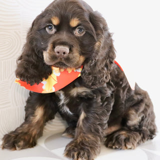 Barry - Available Now