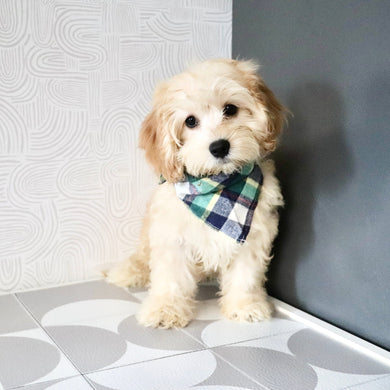 Jenson - Available 7/9