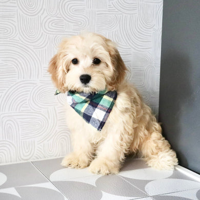Jenson - Available 7/9