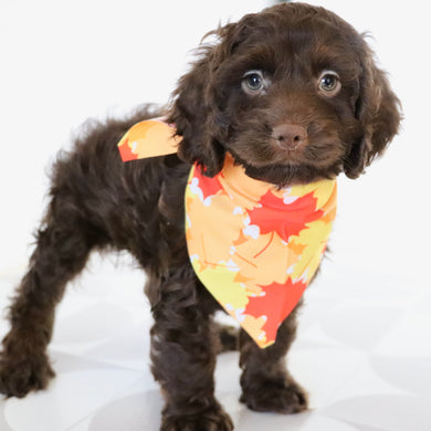 Cedric - Available Now