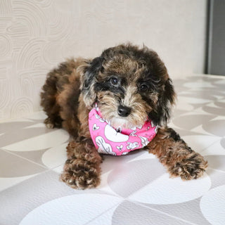 Piper - Available Now