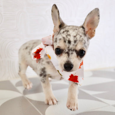 Timon - Available Now