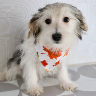 Wolf - Available Now