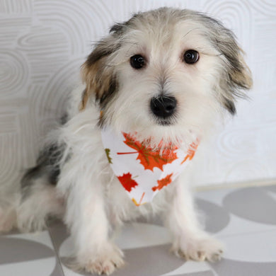 Wolf - Available Now